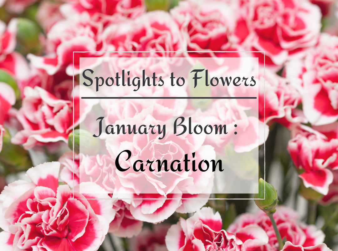 Carnation: one of the traditional January bloom flowers.