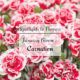 Carnation: one of the traditional January bloom flowers.
